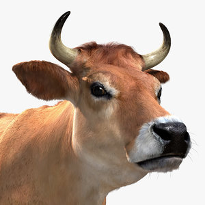 3d jersey cow fur animation model