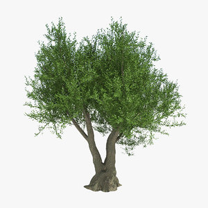 3d olive tree