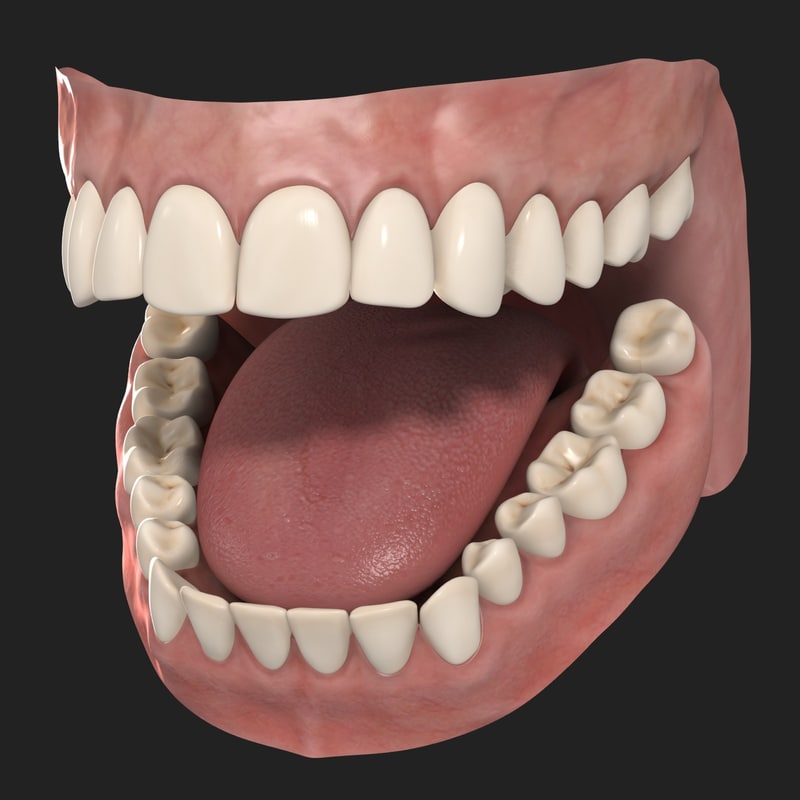 3d human teeth model