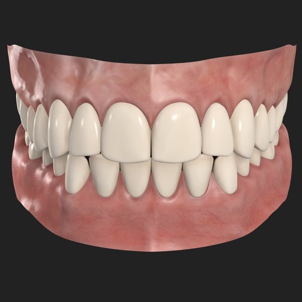 3d human teeth model