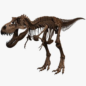 3d tyrannosaurus rex skeleton t-rex model