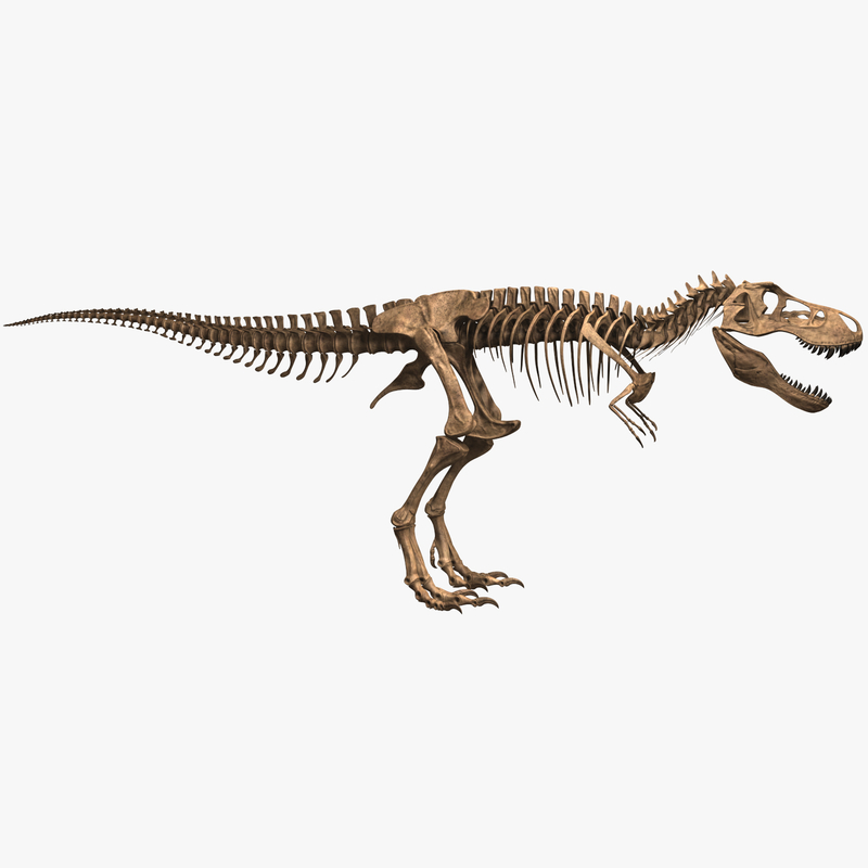 tyrannosaurus rex skeleton model