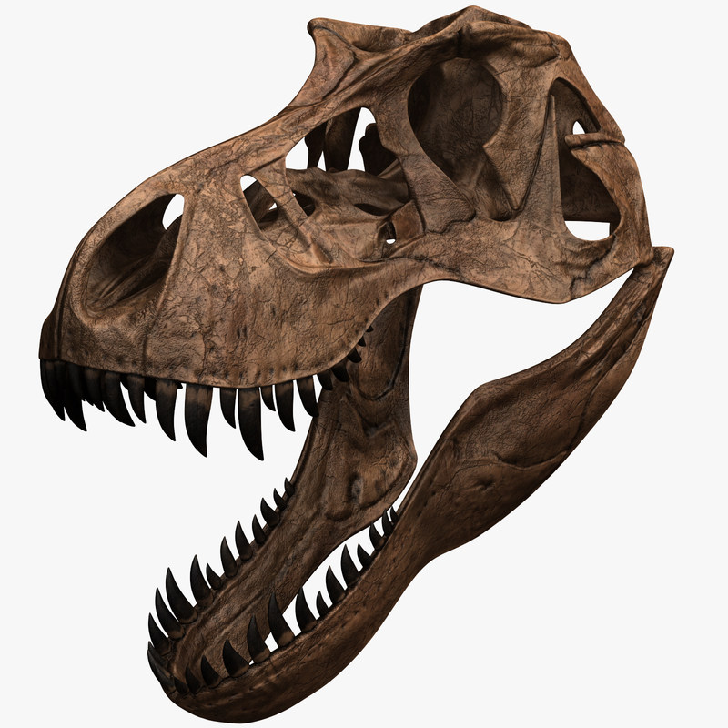 model t rex skeleton