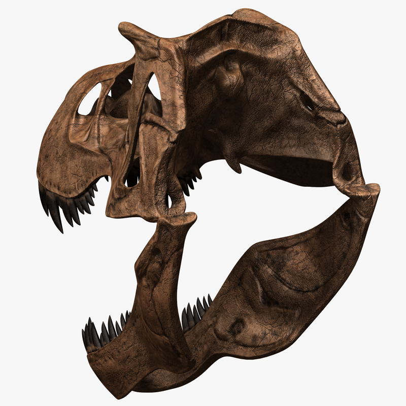 t rex skull model