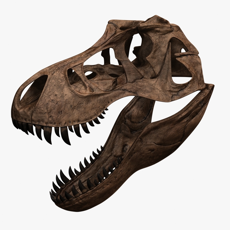 t rex skull model