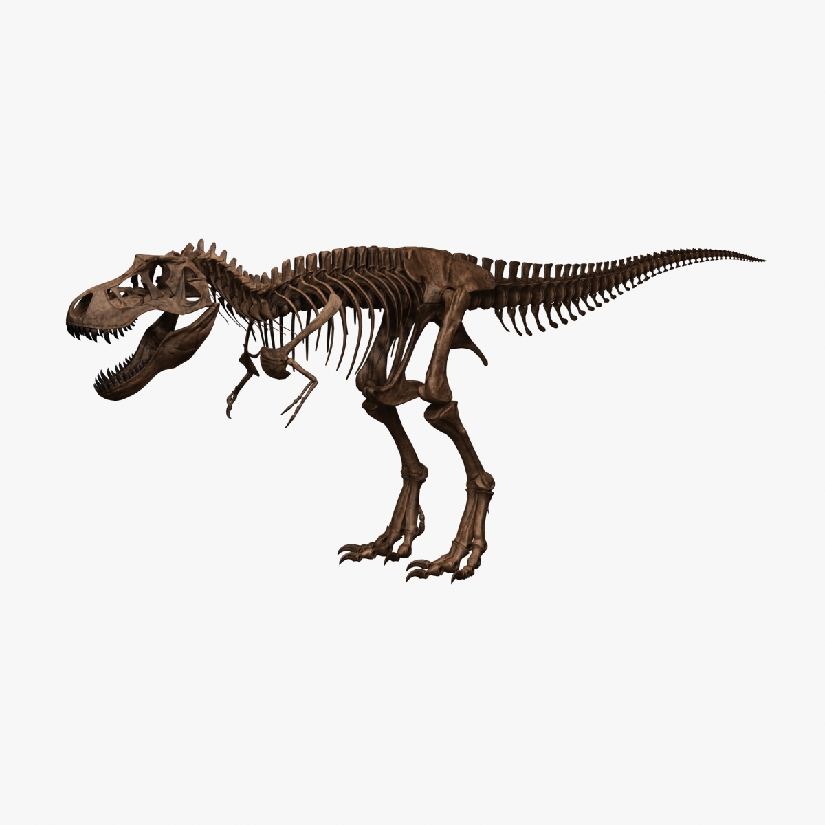 t rex skeleton model