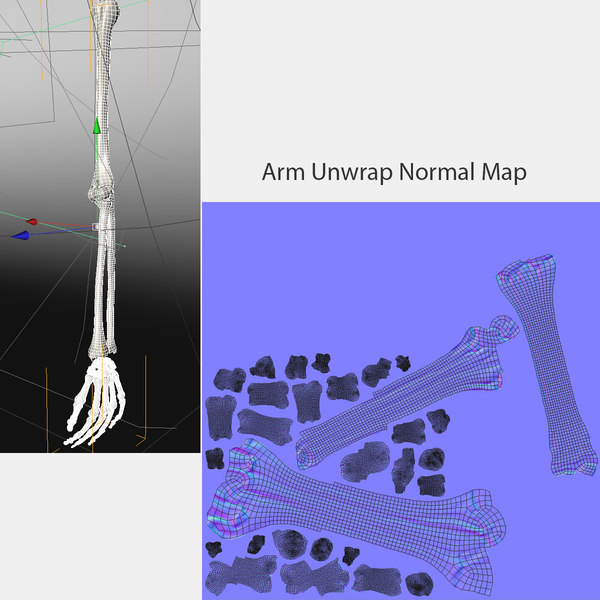 accurate skeleton arm 3d c