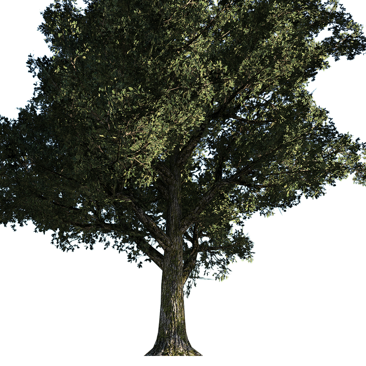 tree oak 3d obj