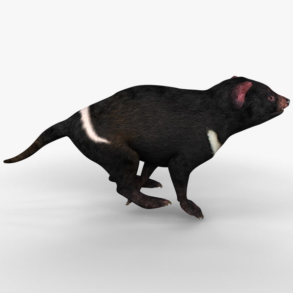 3d model tasmanian devil pose 1