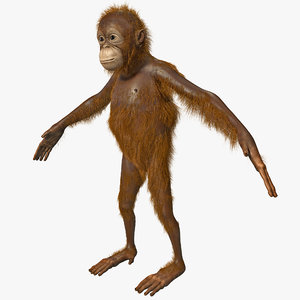 3ds max orangutan baby fur ape