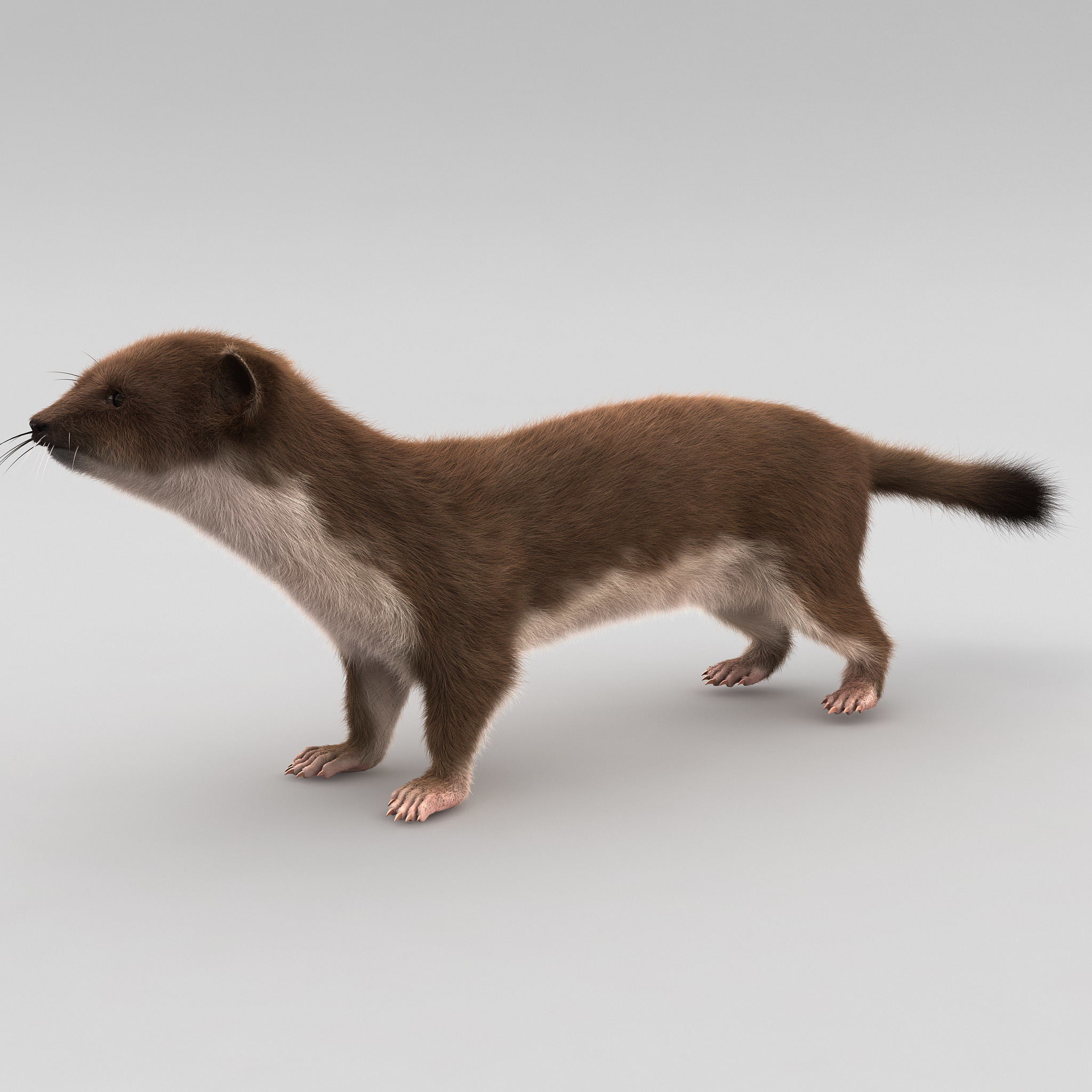 3d Model Weasel Fur