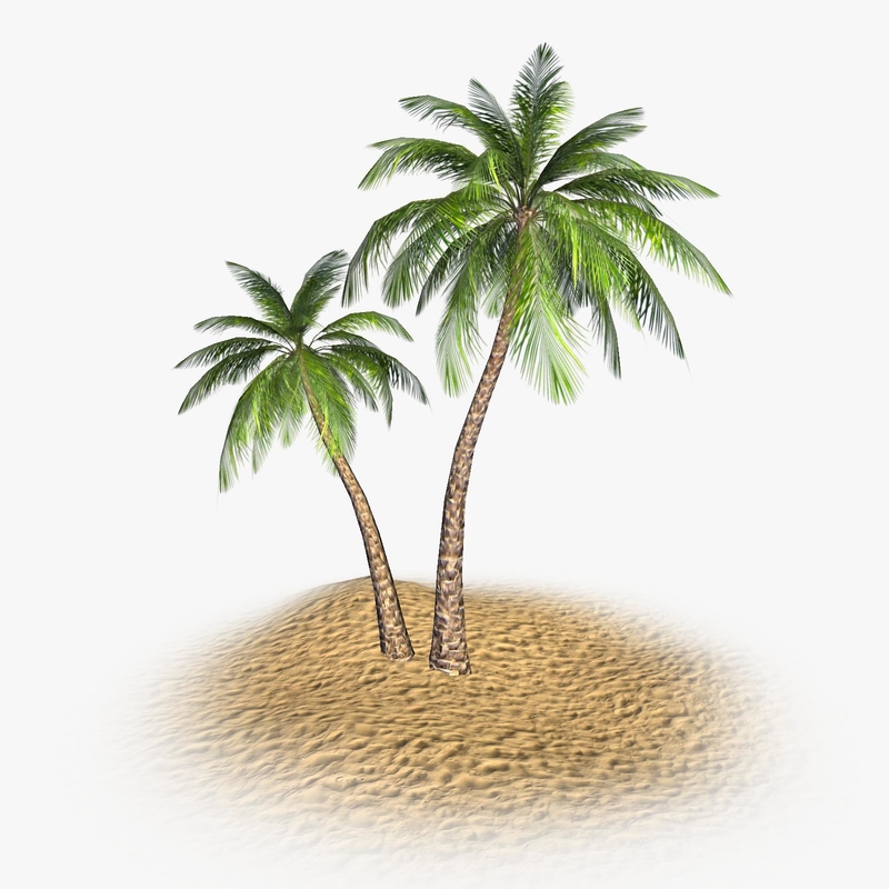 tropical palm tree 3d model