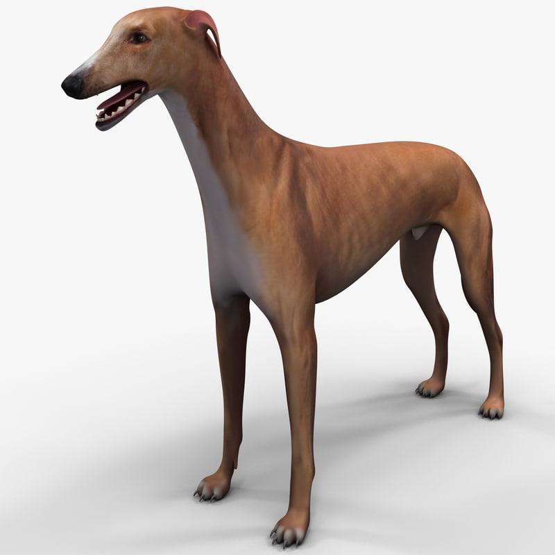 3d Model Of Australian Greyhound Dog