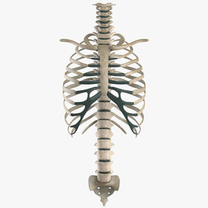 skeletal spine 3d max