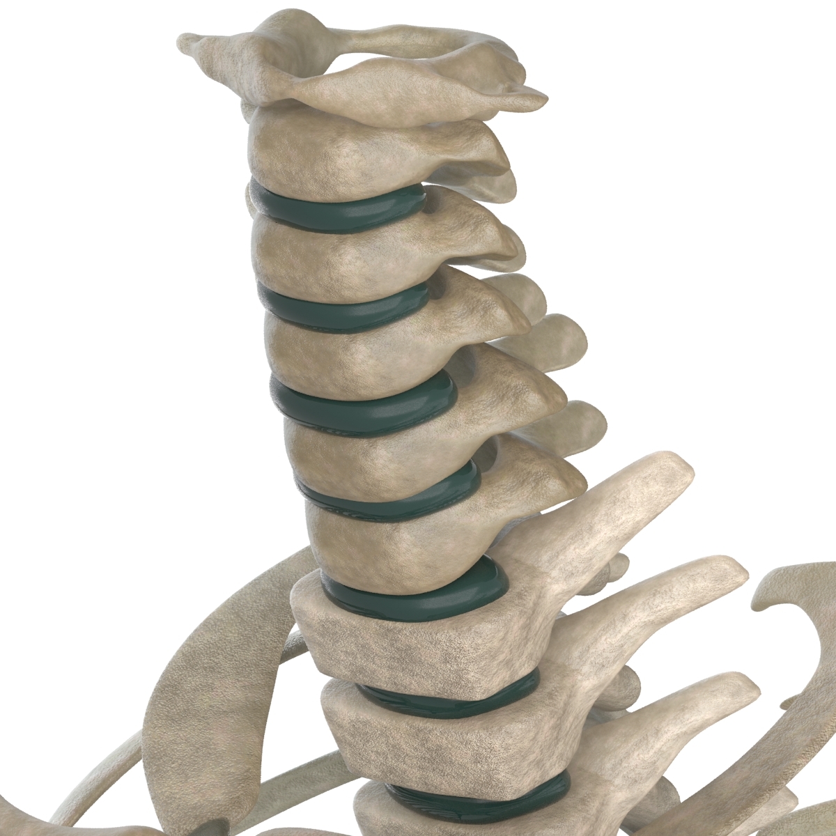 skeletal spine 3d max