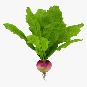 turnip vegetable modeled 3d max