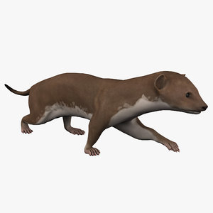 3d max weasel pose 1