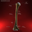3ds max humerus arm bone anatomy