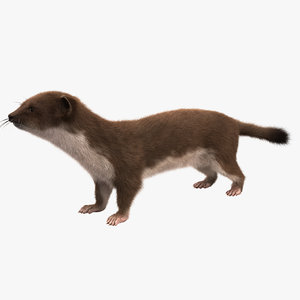 3d model weasel rigged fur