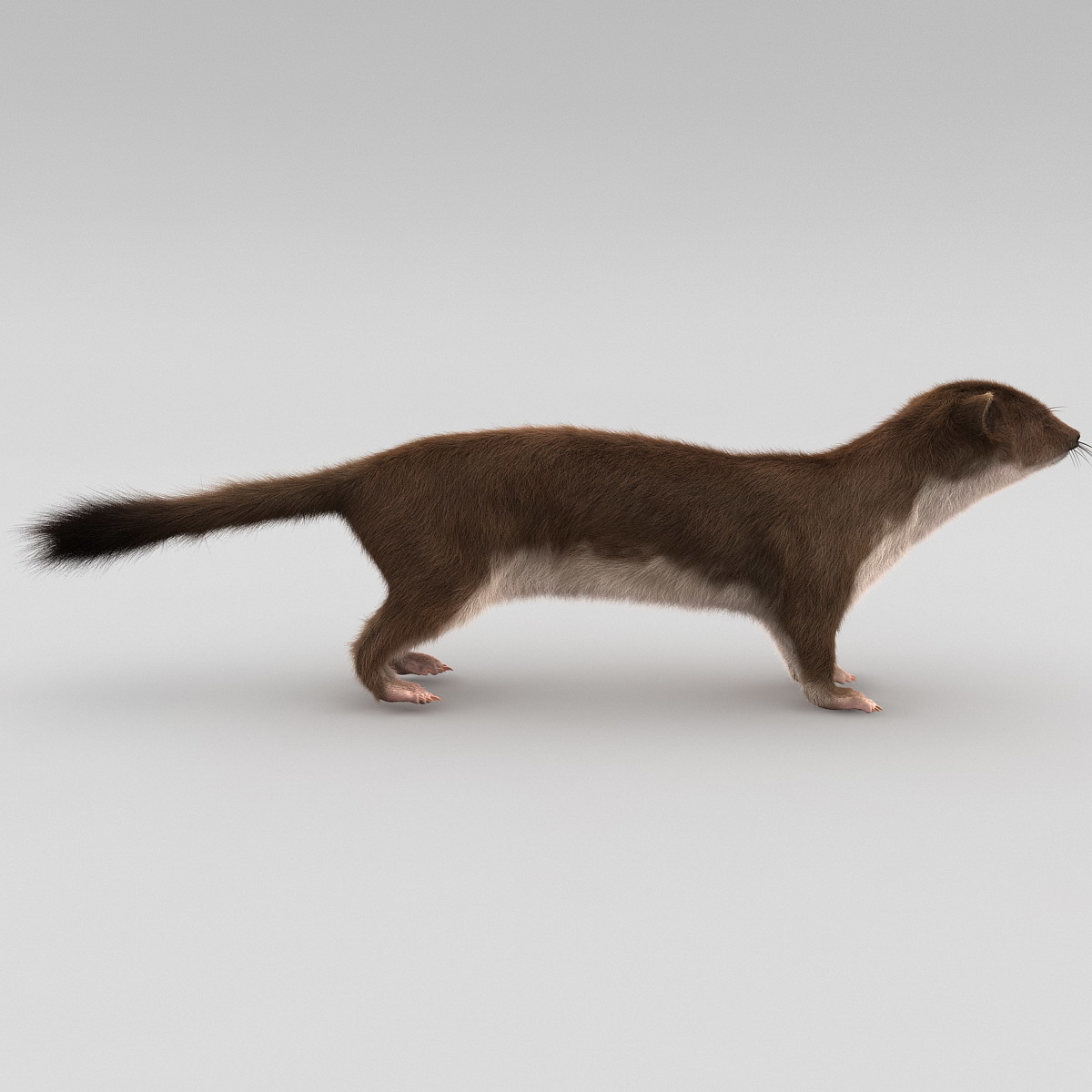 3d model weasel rigged fur