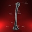 3ds max humerus arm bone anatomy