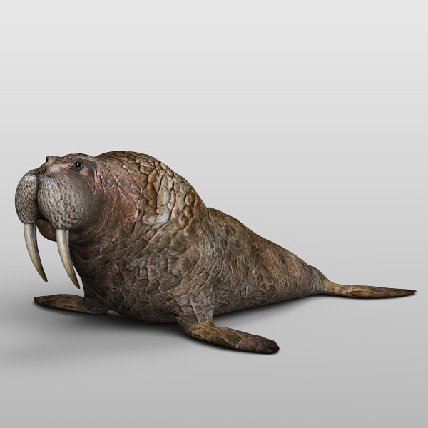 walrus 3ds