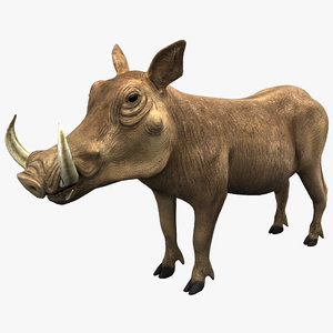 3d common warthog model