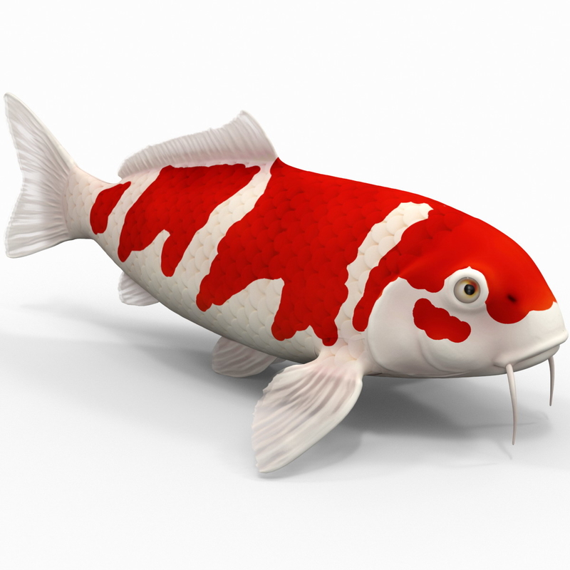 3d model koi fish