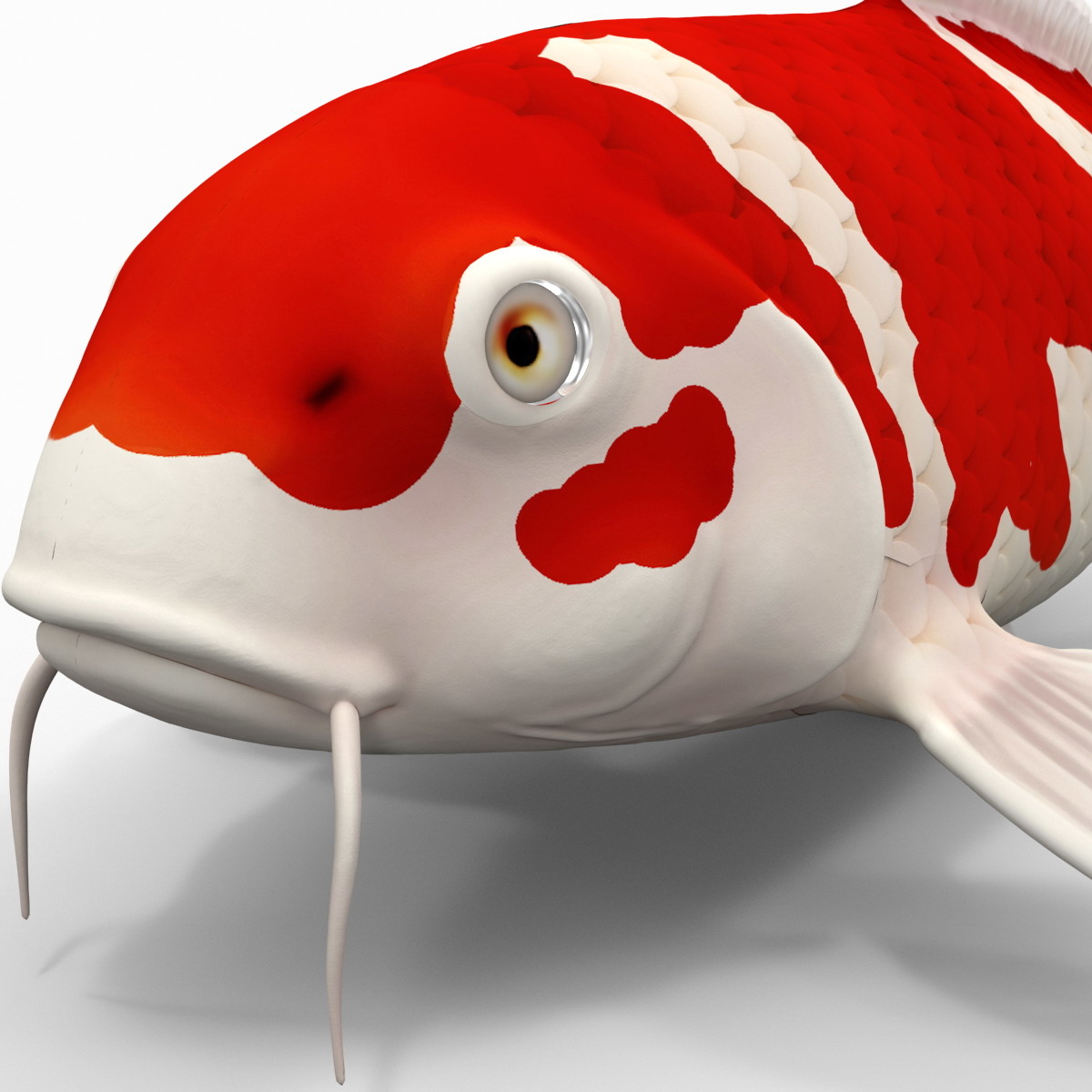 3d model koi fish