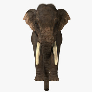 3d model photorealistic asian elephant fur