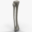 3d model fibula tibia bone