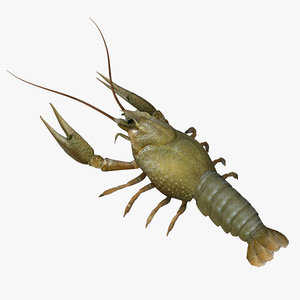 3d lobster model