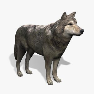wolf modeled 3d model