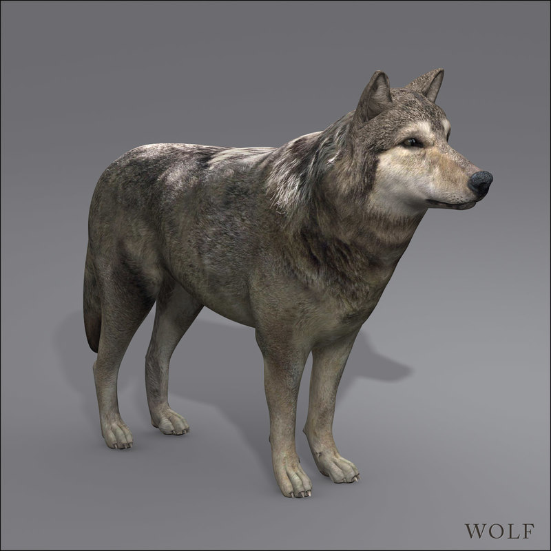 wolf modeled 3d model