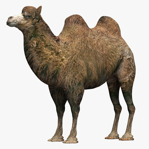 camel 2 3d model