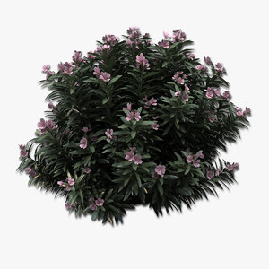 3dsmax oleander bush pink