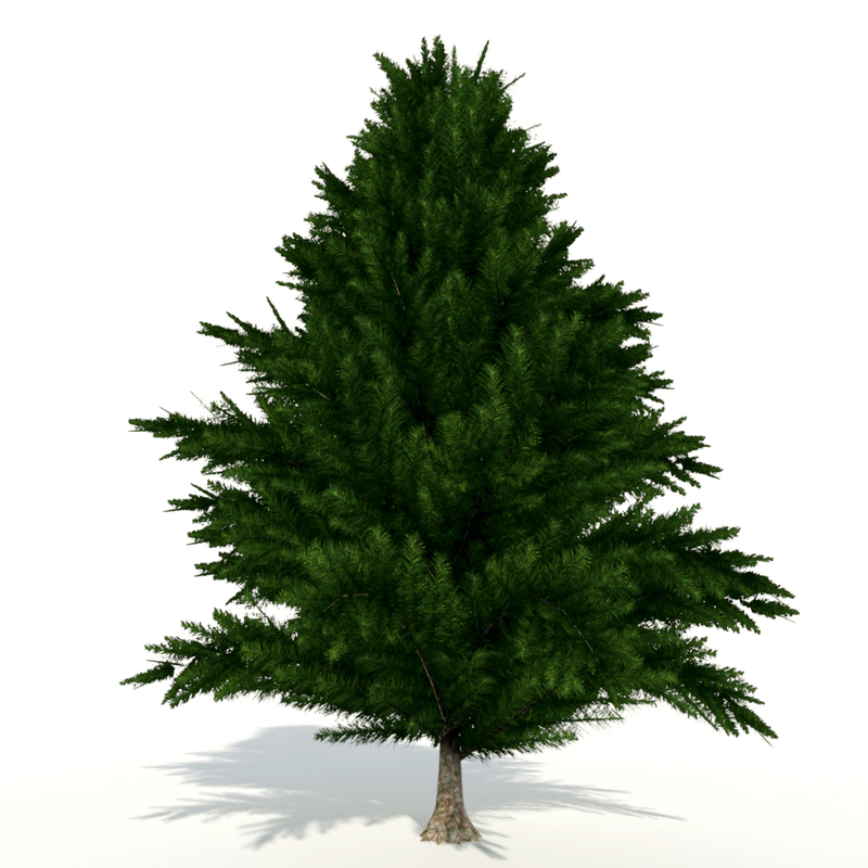 3d realtime pine tree