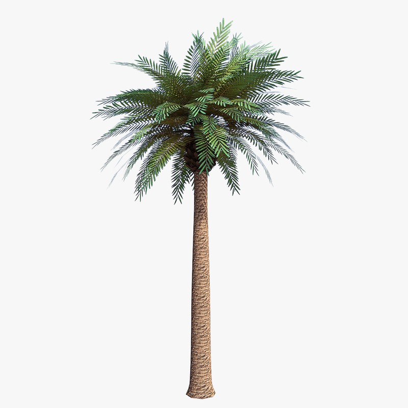 date palm tree 3d