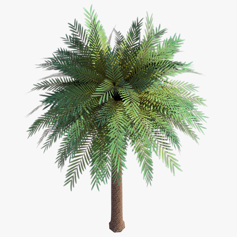date palm tree 3d