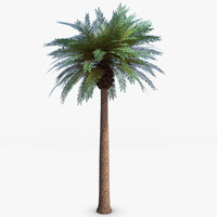 palm tree 3d models