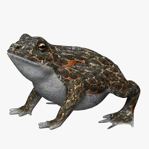 toad 3d model