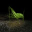 grasshopper 3d c4d