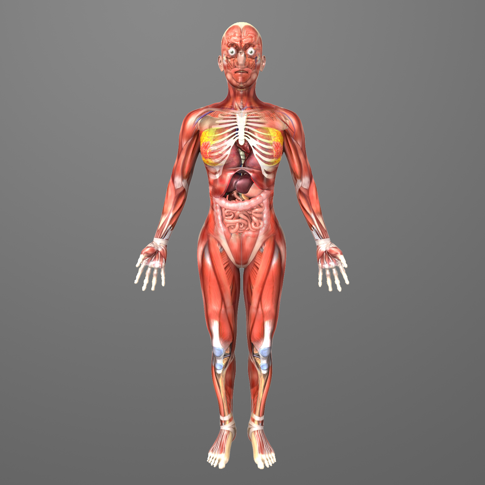 human female anatomy body 3d model