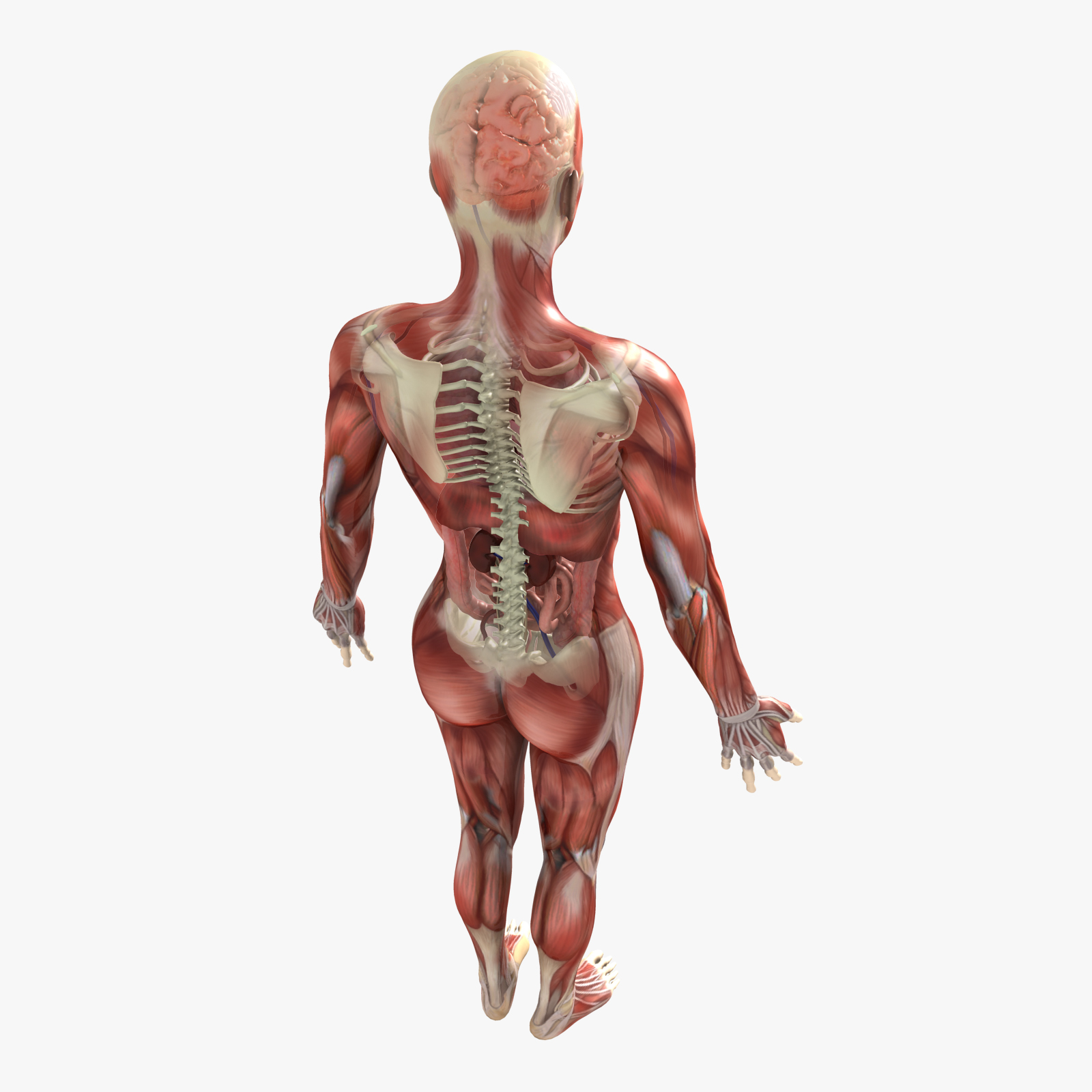 3dbody解剖 三维图片