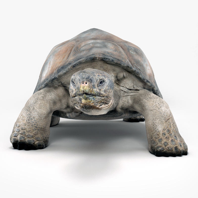 tortoise turtle 3d model