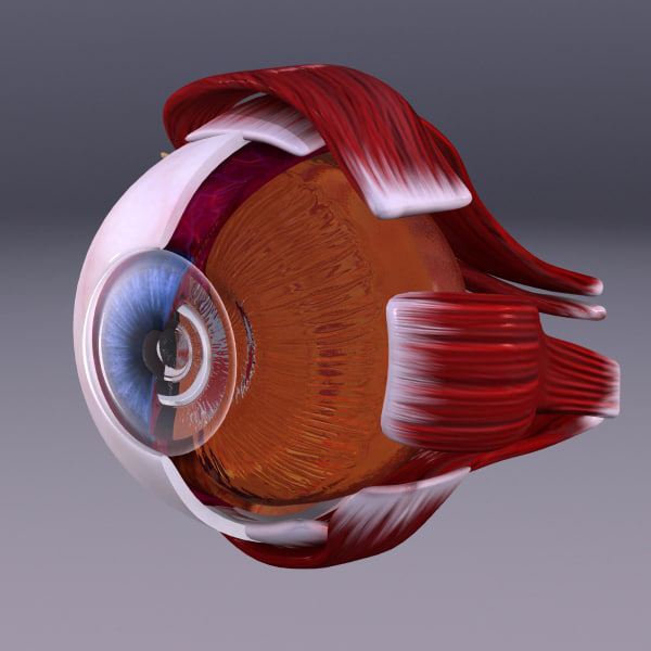 human eye 3d model