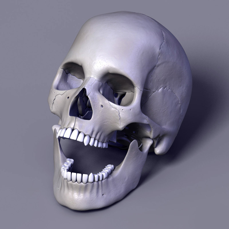 3d model human skull separated bones anatomy