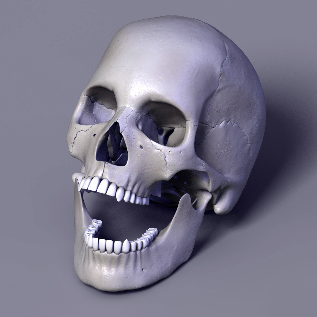 人体头骨与分离的骨头3d模型