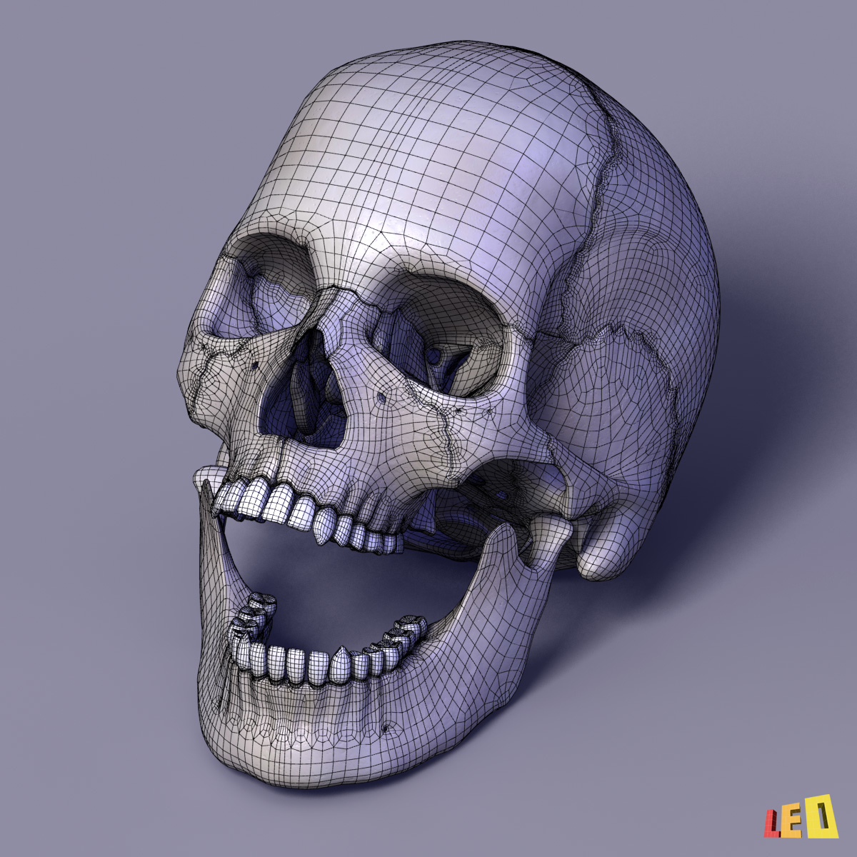 人體頭骨與分離的骨頭3d模型