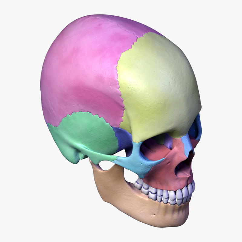 3d Model Human Skull Separated Bones Anatomy